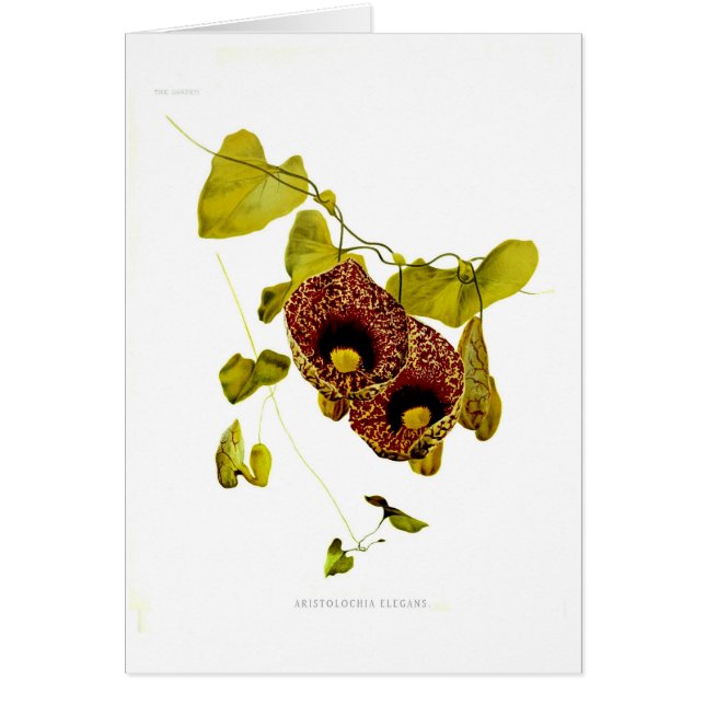 Aristolochia elegans (Front)