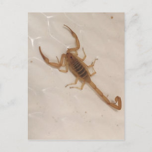 Arizona Bark Scorpion Postcard