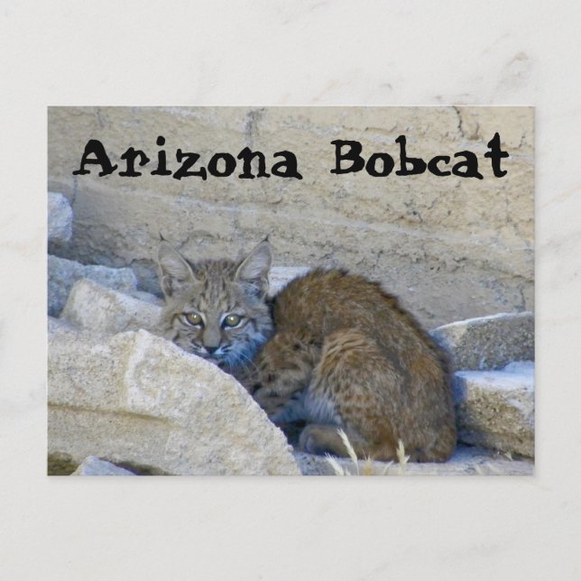 Arizona Bobcat Postcard (Front)