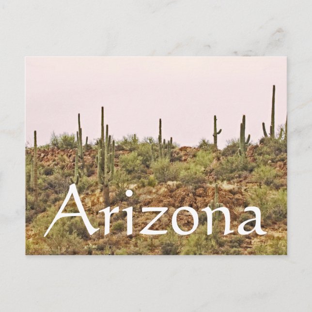 Arizona Cactus Landscape Postcard (Front)