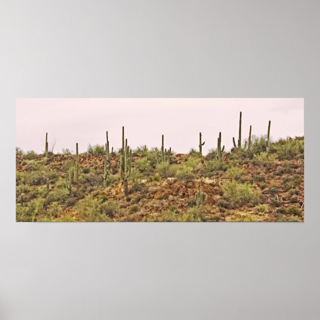 Arizona cactus  landscape poster (Front)