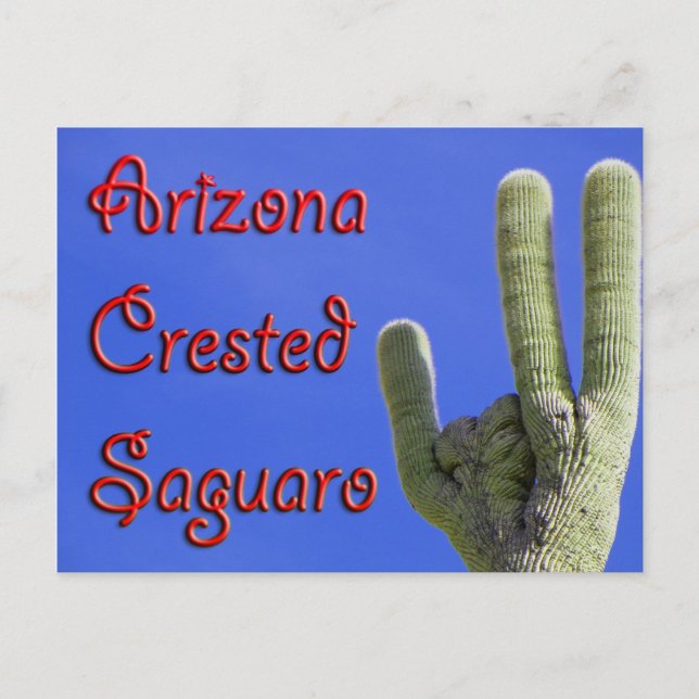 Arizona Crested Saguaro Postcard (Front)