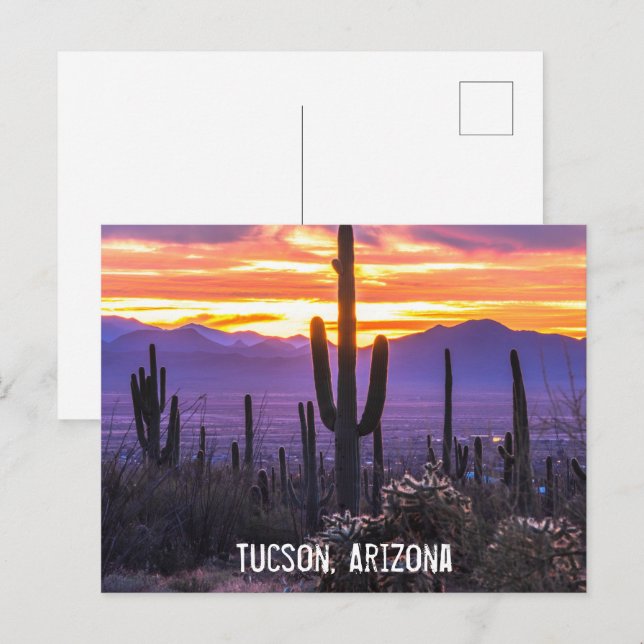 Arizona Desert Cactus Sunset Nature Photo Souvenir Postcard (Front/Back)