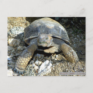 Arizona Desert Tortoise Postcard