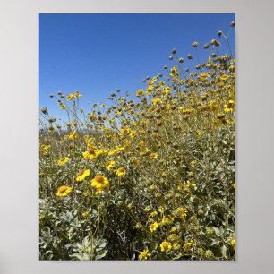 Arizona Desert Yellow Flowers Landscape Poster