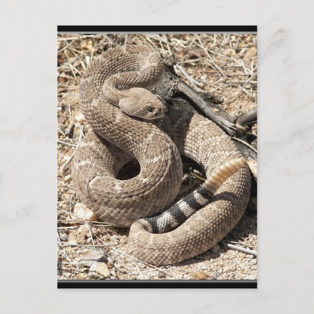 Arizona DIamondback Rattlesnake Postcard (Front)