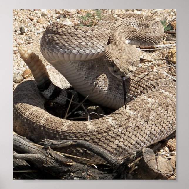 Arizona Diamondback Rattlesnake Poster (Front)