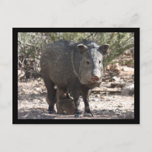 Arizona Javelina Postcard