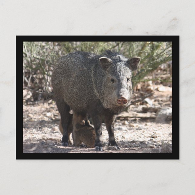 Arizona Javelina Postcard (Front)