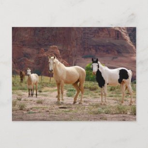Arizona, Navajo Indian Reservation, Chinle, Postcard
