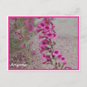 arizona pink Penstemon postcard