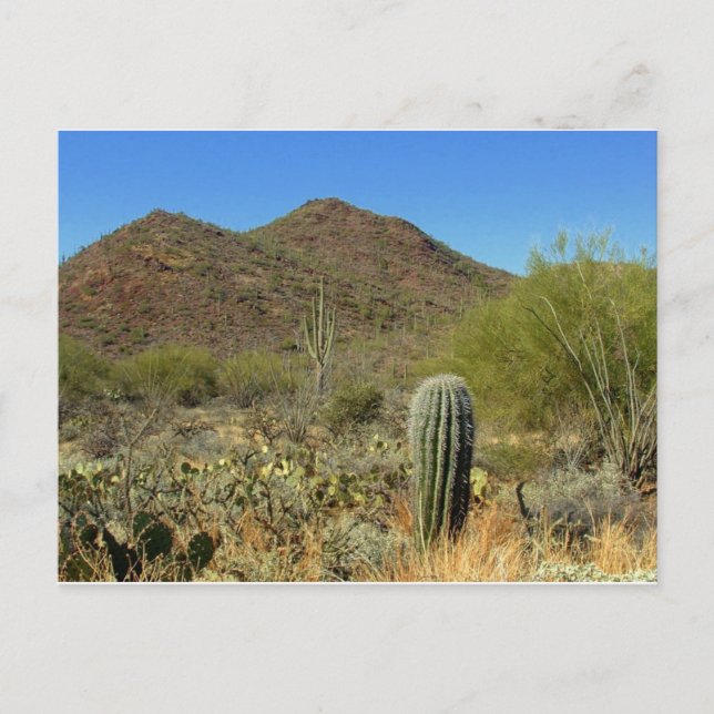 Arizona Postcard (Front)