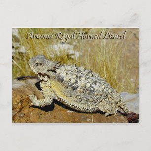 Arizona Regal Horned Lizard Postcard