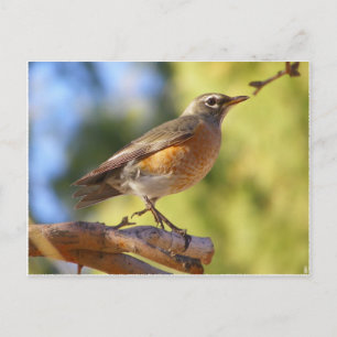Arizona Robin Postcard