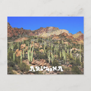 Arizona Saguaro Cactus Postcard