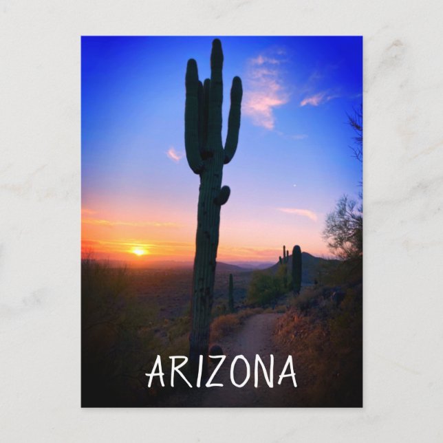 Arizona Saguaro Cactus Sunset Souvenir Travel Postcard (Front)