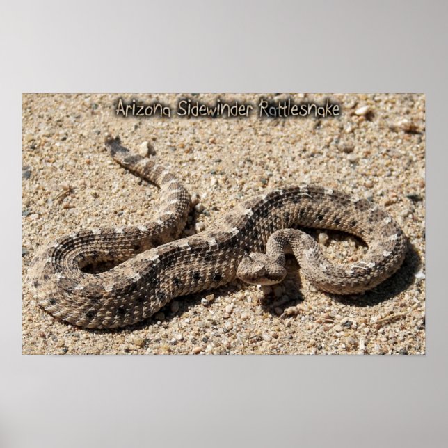Arizona Sidewinder Rattlesnake Poster (Front)
