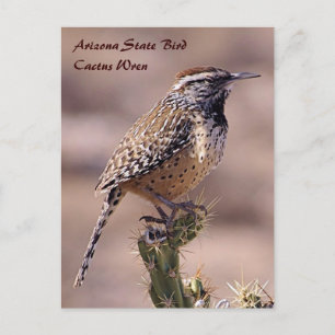 Arizona State Bird - Cactus Wren Postcard
