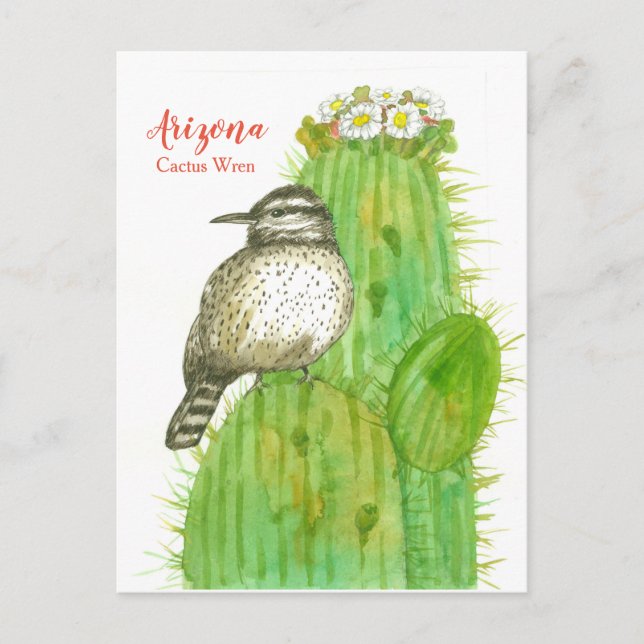 Arizona State Bird Cactus Wren White Blossoms Postcard (Front)