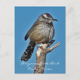 Arizona State Bird Postcard