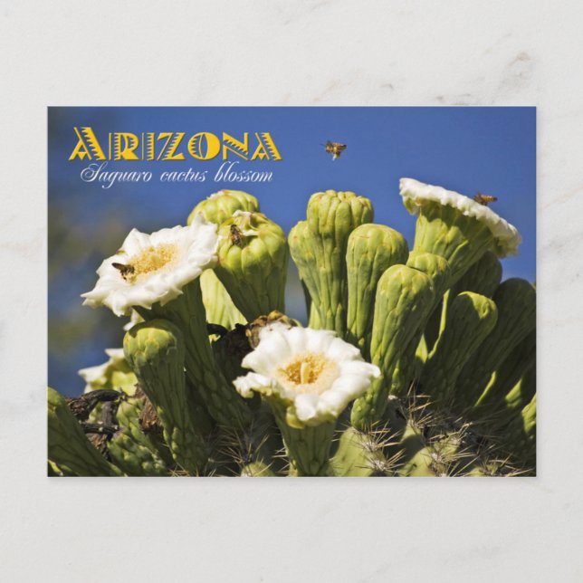 Arizona State Flower: Saguaro Cactus Blossom Postcard (Front)