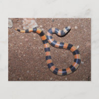 Arizona Variable Sandsnake