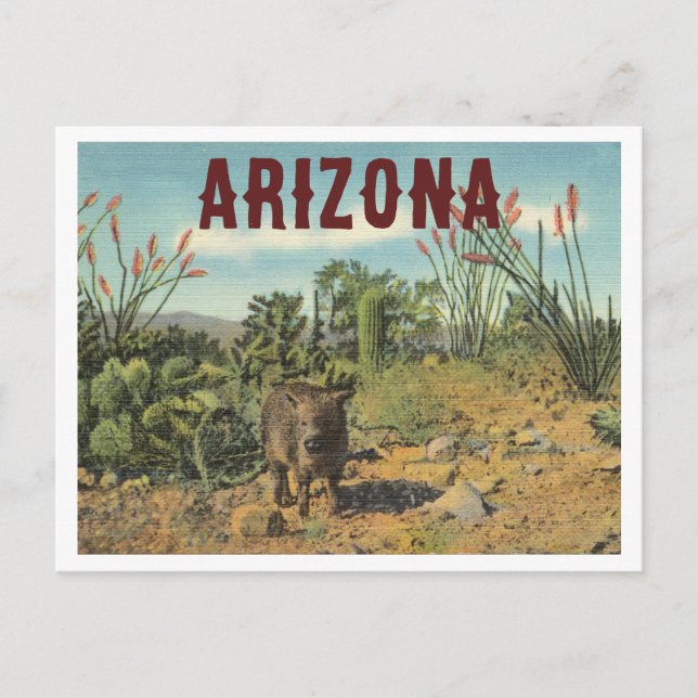 Arizona Vintage Desert Cactus and Javelina Postcard (Front)