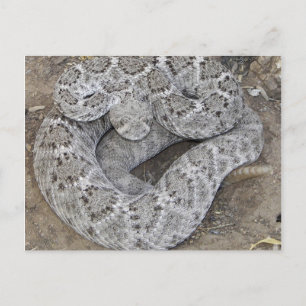 Arizona Western Diamondback Rattlesnake Postcard