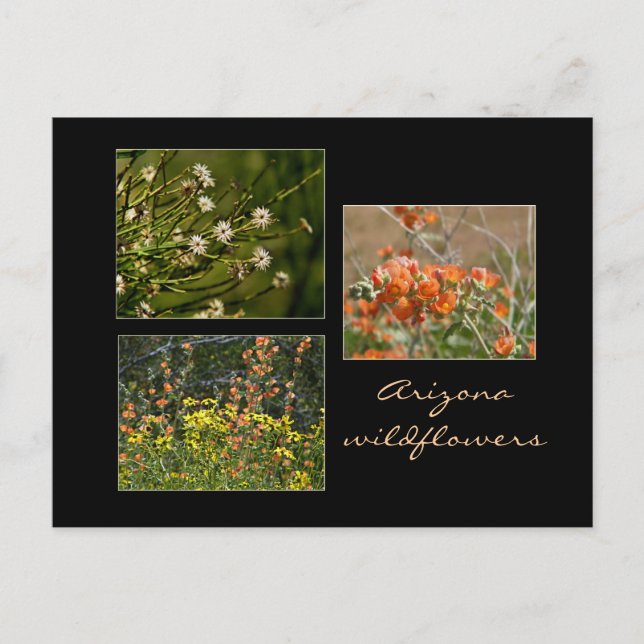 Arizona wildflowers postcard (Front)