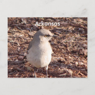 Arkansas Mockingbird Postcard