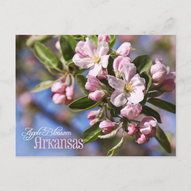 Arkansas State Flower: Apple Blossom Postcard (Front)