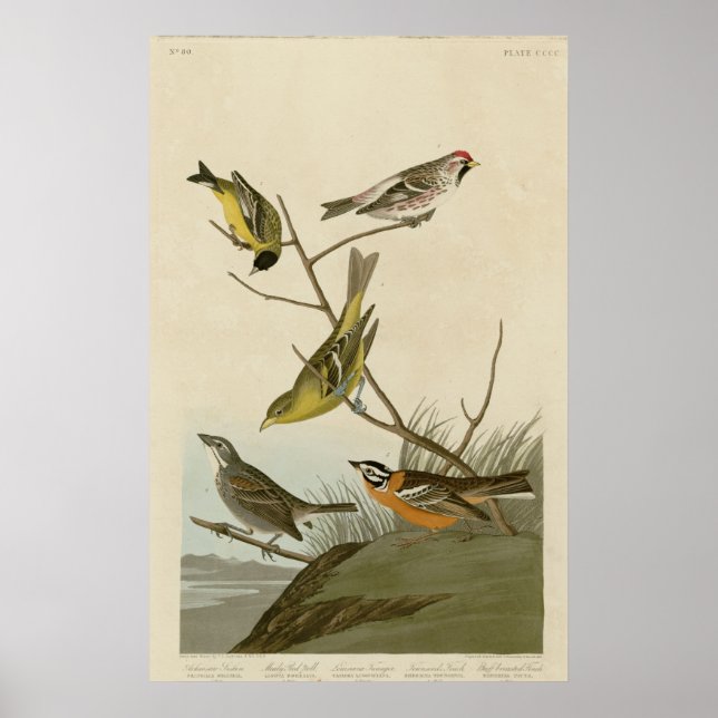 Arkansaw Siskin, Mealy Red-poll, Louisiana Tanager Poster (Front)