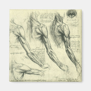 Arm and Shoulder Anatomy by Leonardo da Vinci Magnet