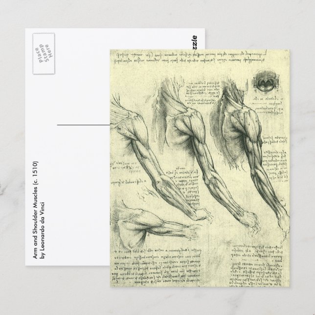Arm and Shoulder Anatomy by Leonardo da Vinci Postcard (Front/Back)