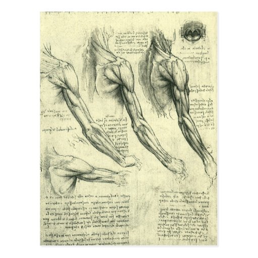 Image of Arm and Shoulder Anatomy by Leonardo da Vinci Postcard