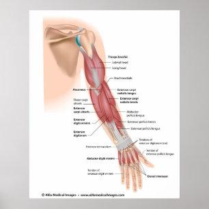 Arm muscles posterior view, labelled drawing. poster