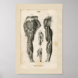Arm Muscles Vintage Anatomy Print