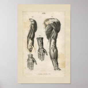 Arm Muscles Vintage Anatomy Print