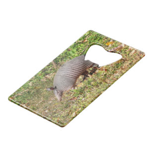 Armadillo