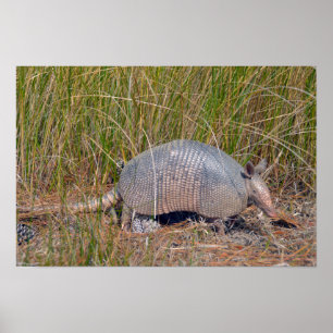 Armadillo, Bear Island Wildlife Area, S. Carolina Poster