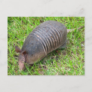 Armadillo in Green Grass Postcard