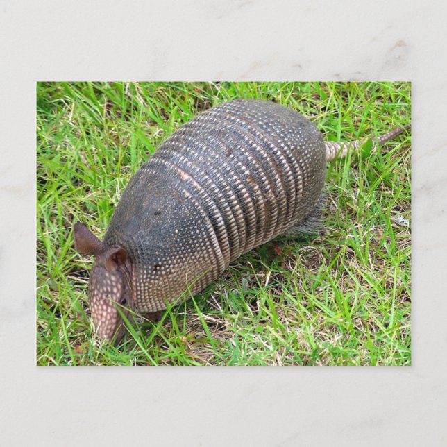 Armadillo in Green Grass Postcard (Front)