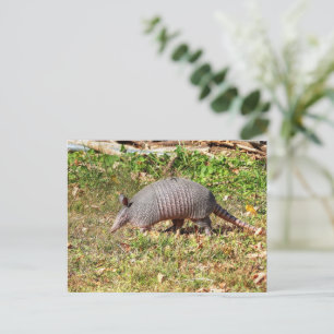 Armadillo Postcard