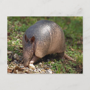 Armadillo postcard