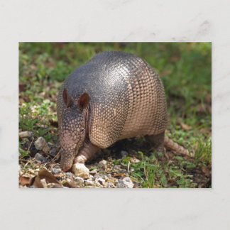 Armadillo  postcard