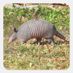 Armadillo Square Sticker