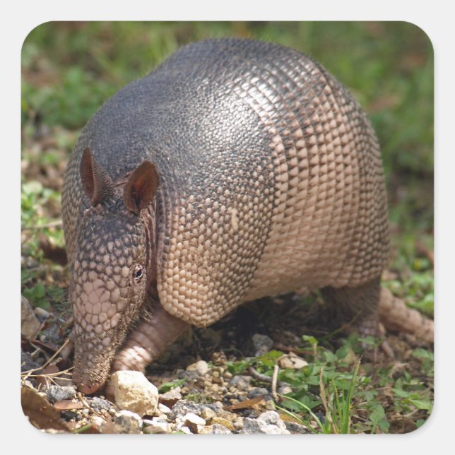 Armadillo Stickers (Front)