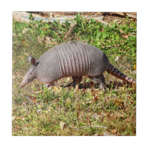 Armadillo Tile