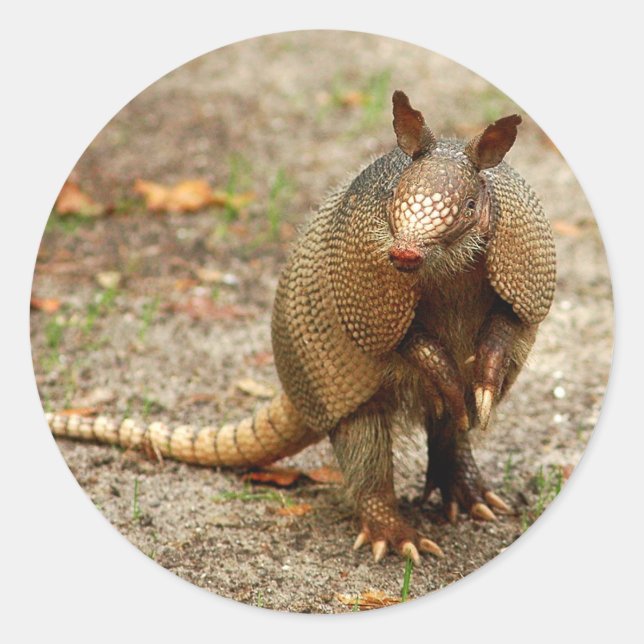 Armadillo wild animal classic round sticker (Front)