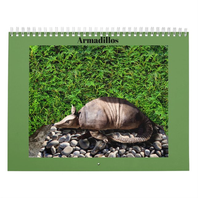 Armadillos Calendar (Cover)